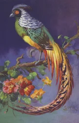 Ave tropical o exótica